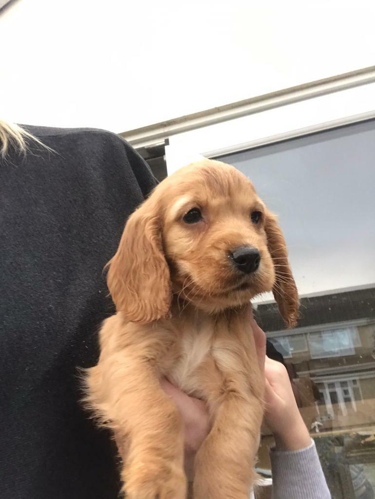 cocker spaniel puppies for sale near me